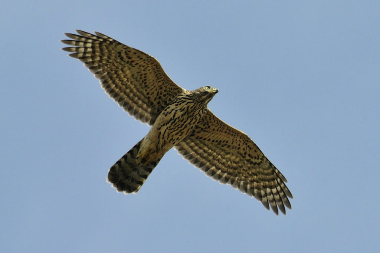 Roofvogels Hunting roofvogels-hunting