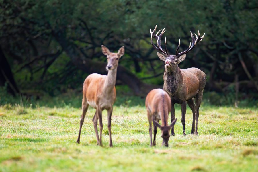 Nieuwe Waalse openingsbesluiten 2020 2025. Hunting