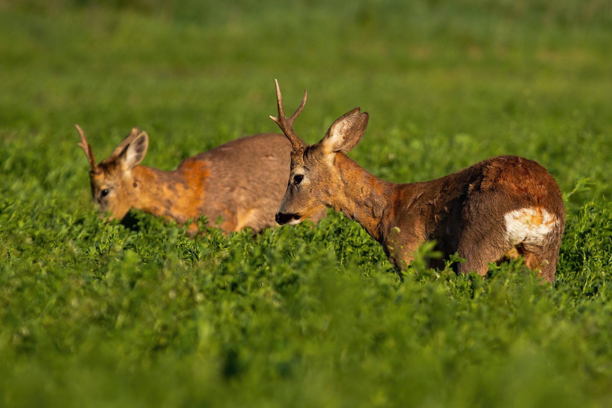 Nieuwe Waalse openingsbesluiten 2020 2025. Hunting