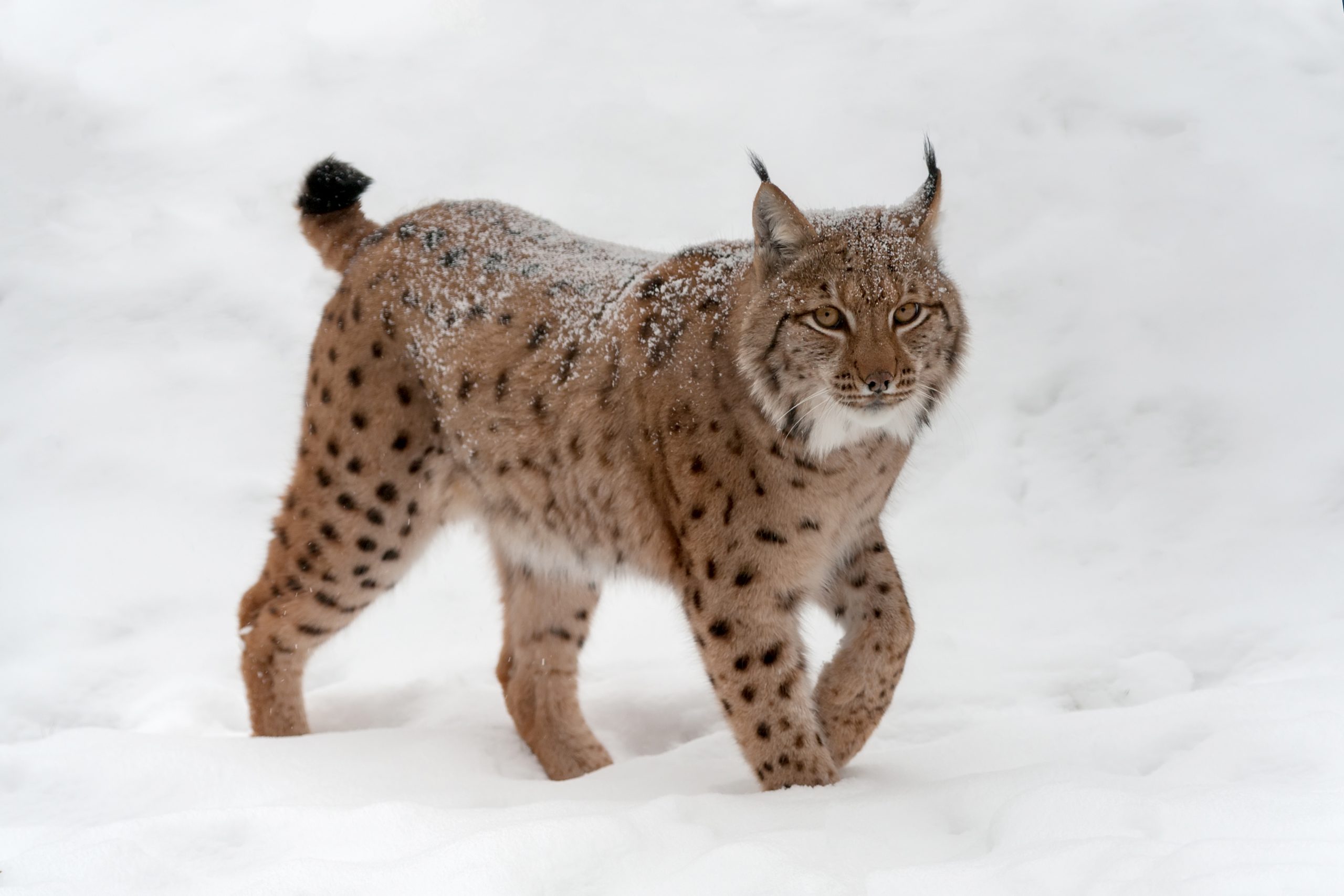 Eerste “staalhard” bewijs van lynx in België