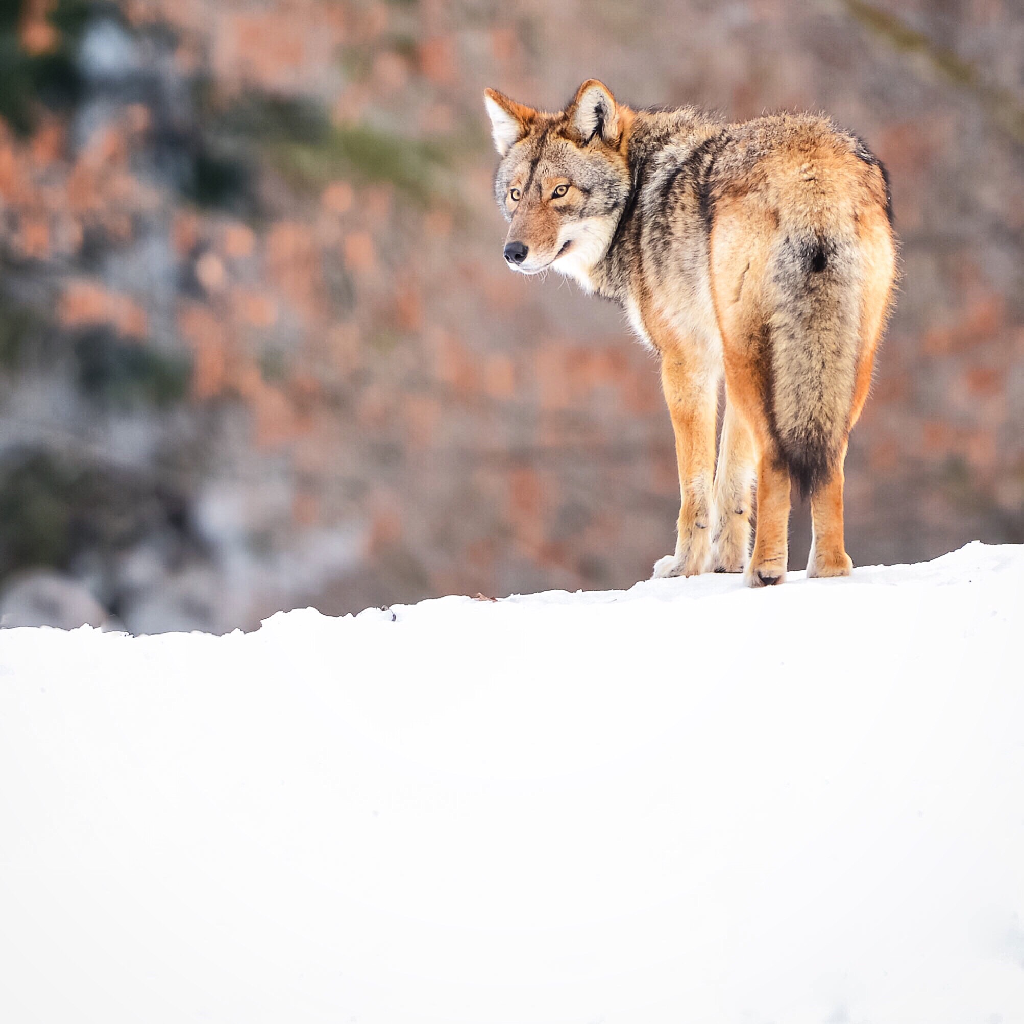 Duitse jachtvereniging positioneert zich ten opzichte van de wolf