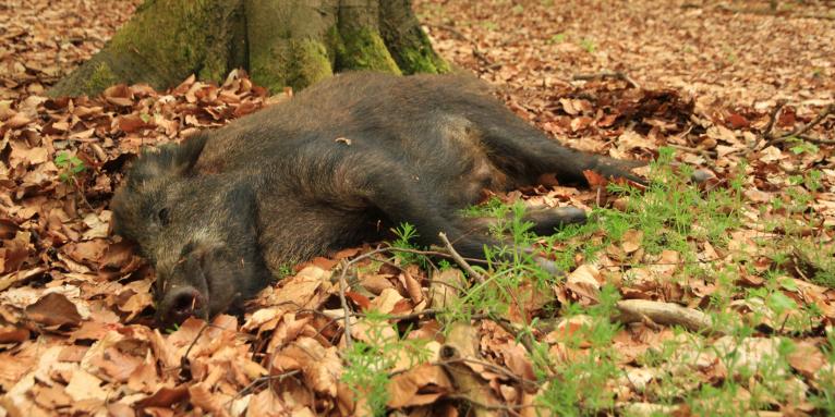 Afrikaanse varkenspest: laatste everzwijn geschoten in Denemarken