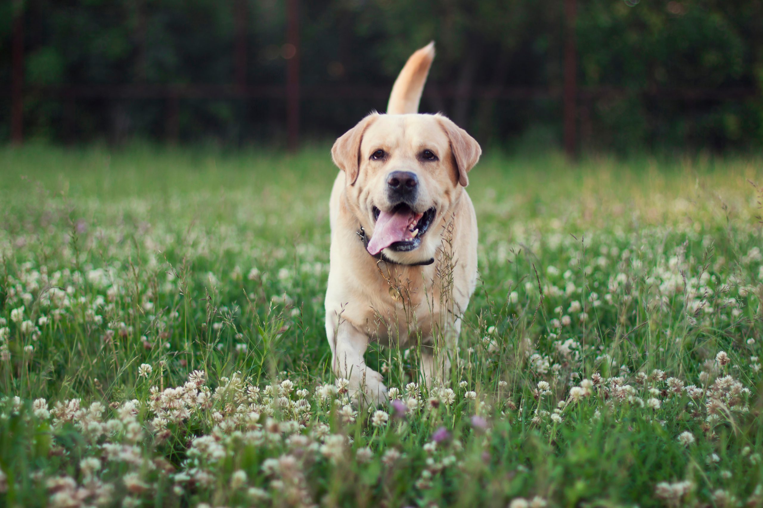 Agentschap voor Natuur en Bos trekt aan alarmbel na nieuw incident met loslopende honden: “Houd je hond alsjeblieft aangelijnd”
