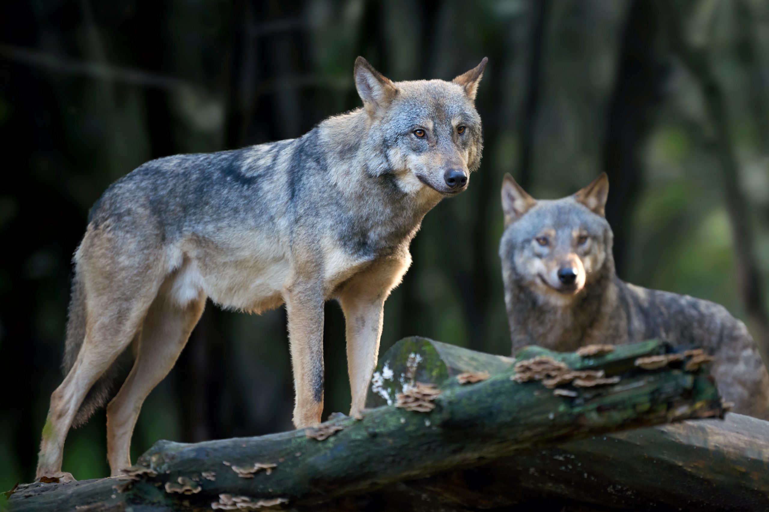 Wolf gestrekt tijdens gedreven jacht: jager vrijgesproken