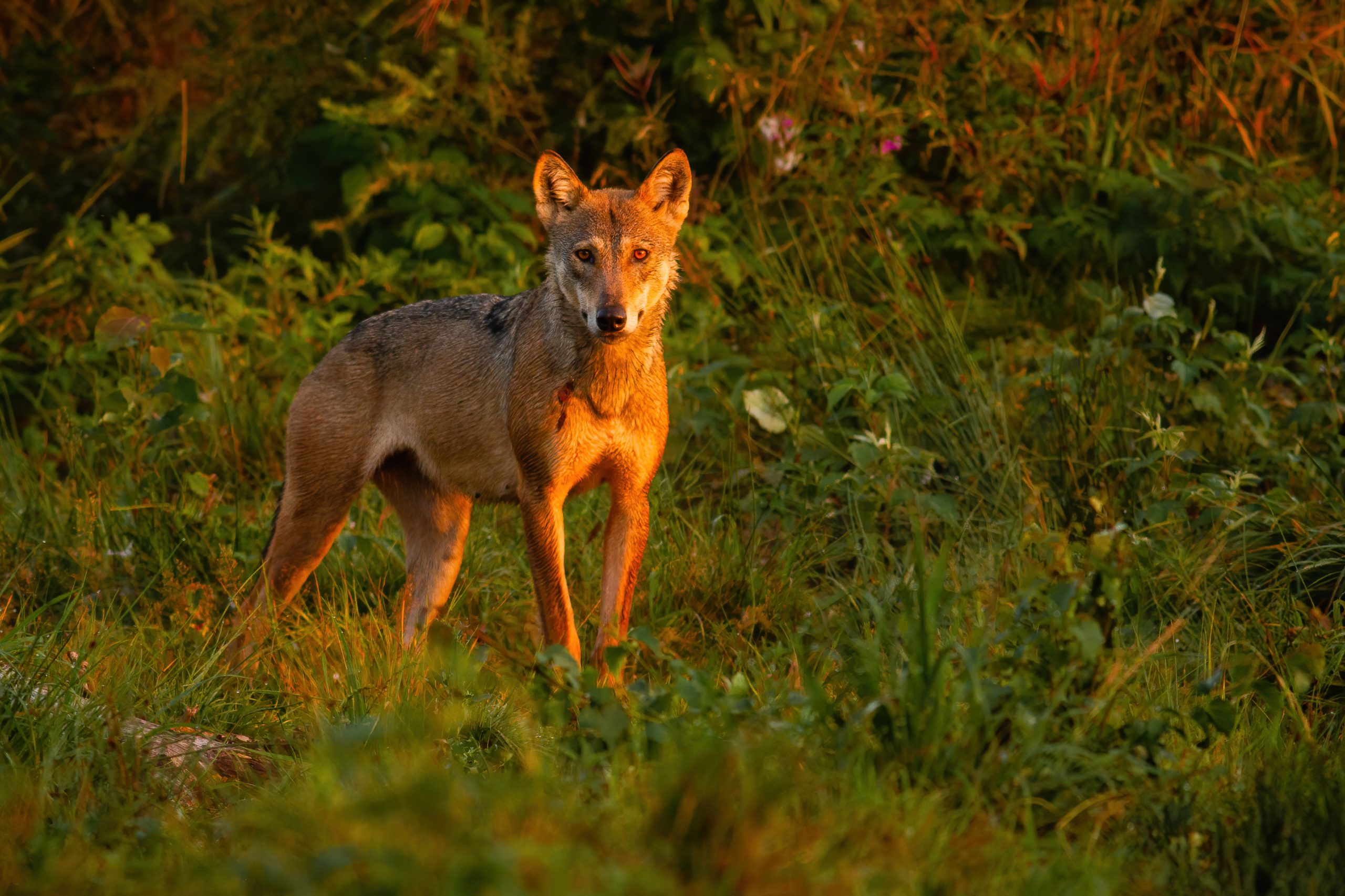Dode wolf in Stroe blijkt na onderzoek doodgeschoten: strafrechtelijk onderzoek loopt