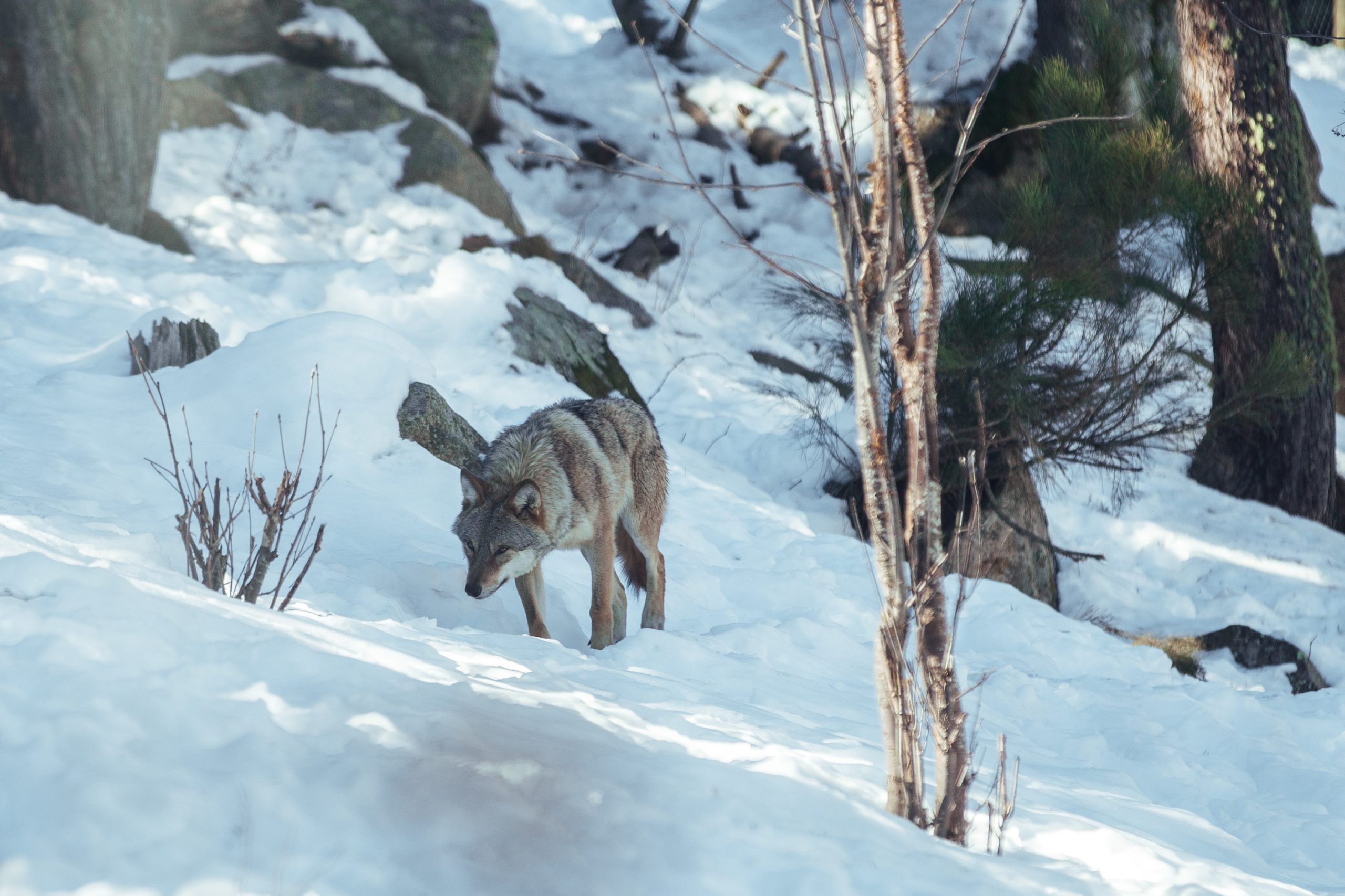 Nederlanders krijgen tot 10.000 euro boete voor jagen in gebied van wolvin Naya