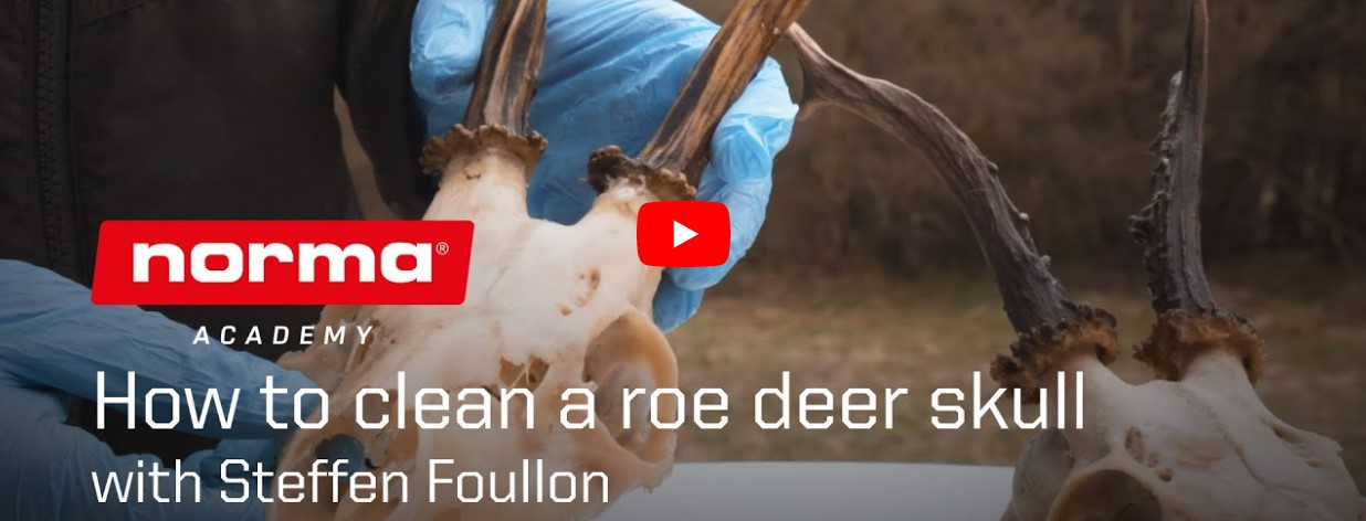 Roe deer trophy preparation | How to clean a roe deer skull | | Norma Academy