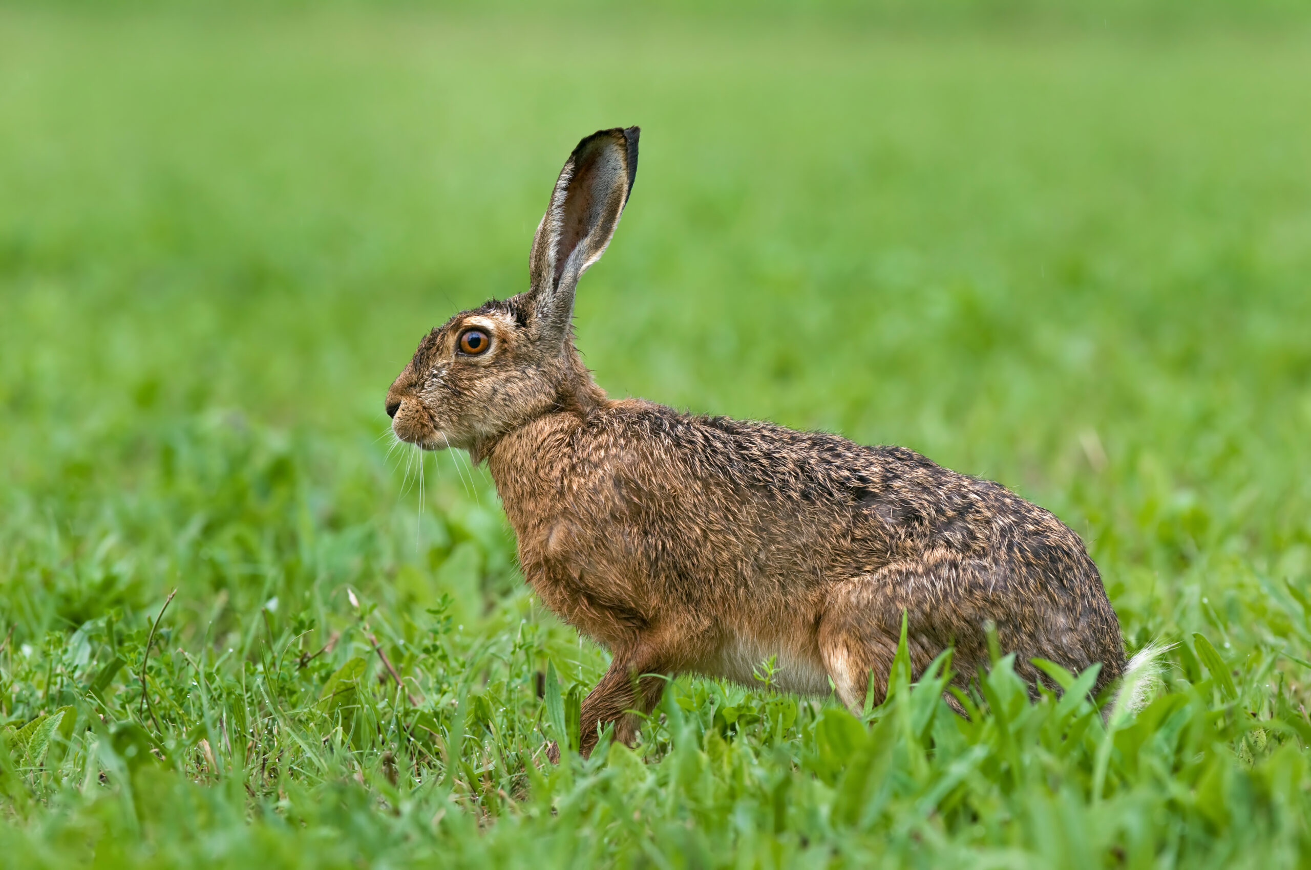Lokale jagers ontstemd over verbod konijnenjacht: ‘Ook wij willen een mooie, diverse natuur’