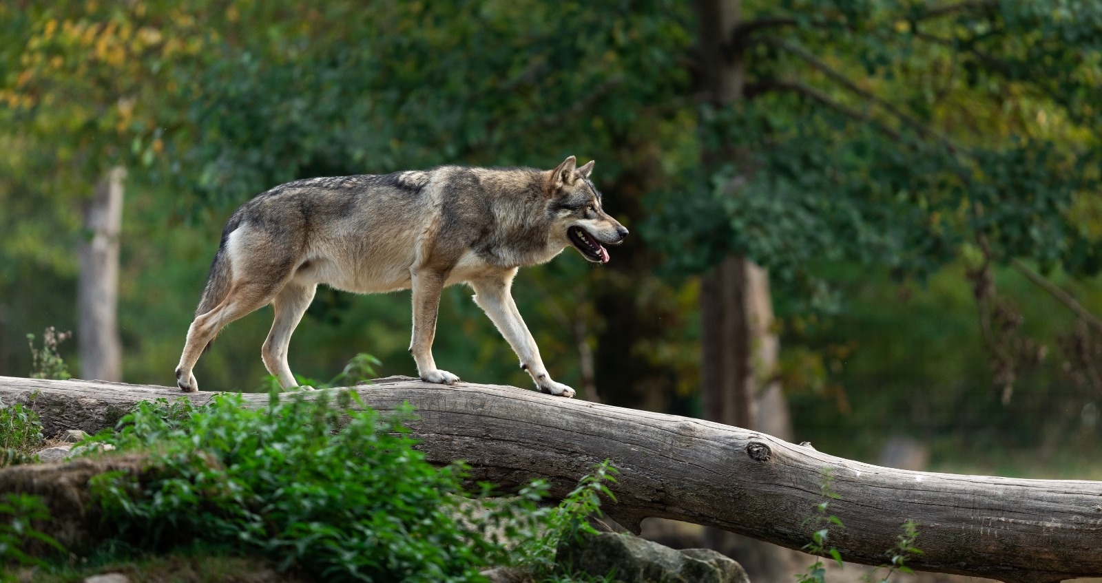 Groen licht van de Europese Raad: opnieuw een positieve stap richting de herziening van de beschermingsstatus van de wolf